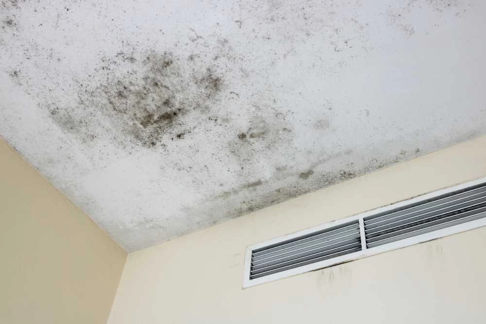 This image reveals mold formation likely caused by moisture intrusion through a compromised chimney.